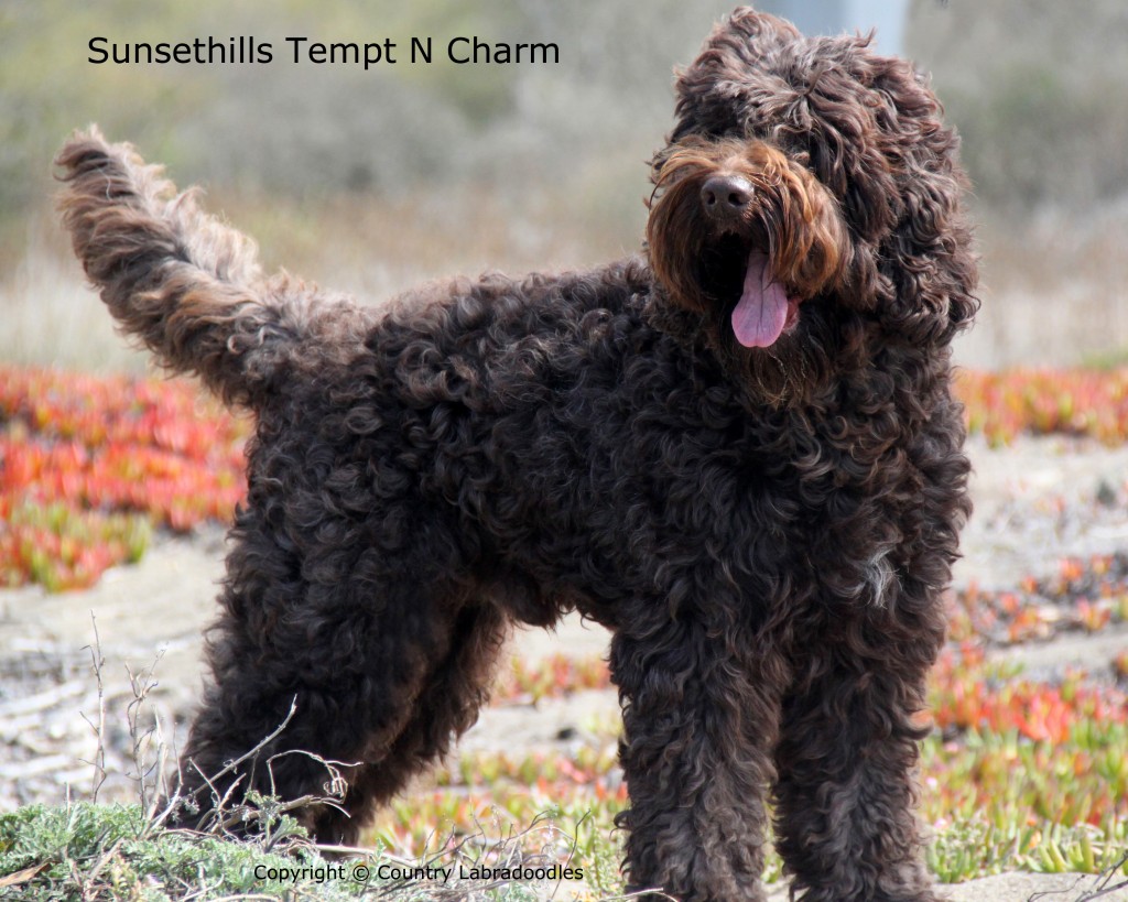 Home | Country Labradoodles Country 
