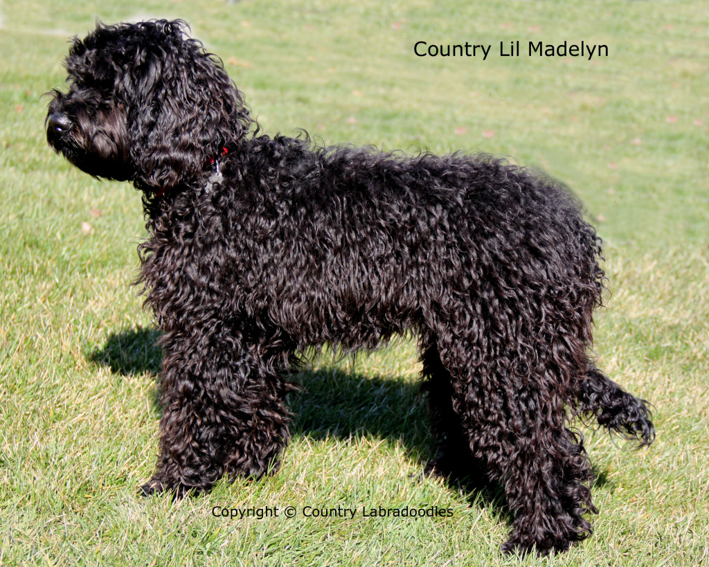 silver labradoodle for sale