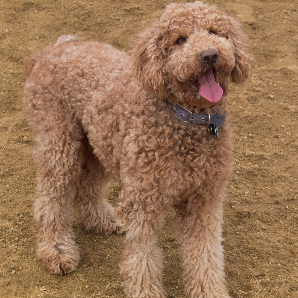 are labradoodles good therapy dogs