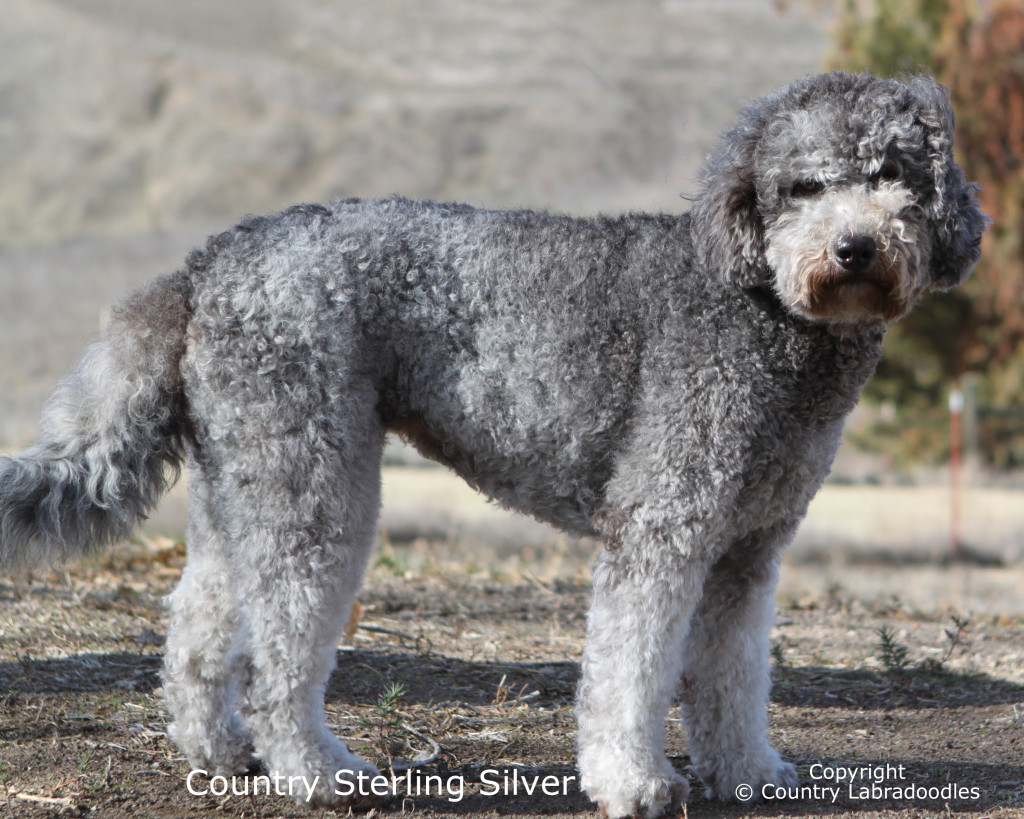silver labradoodle for sale