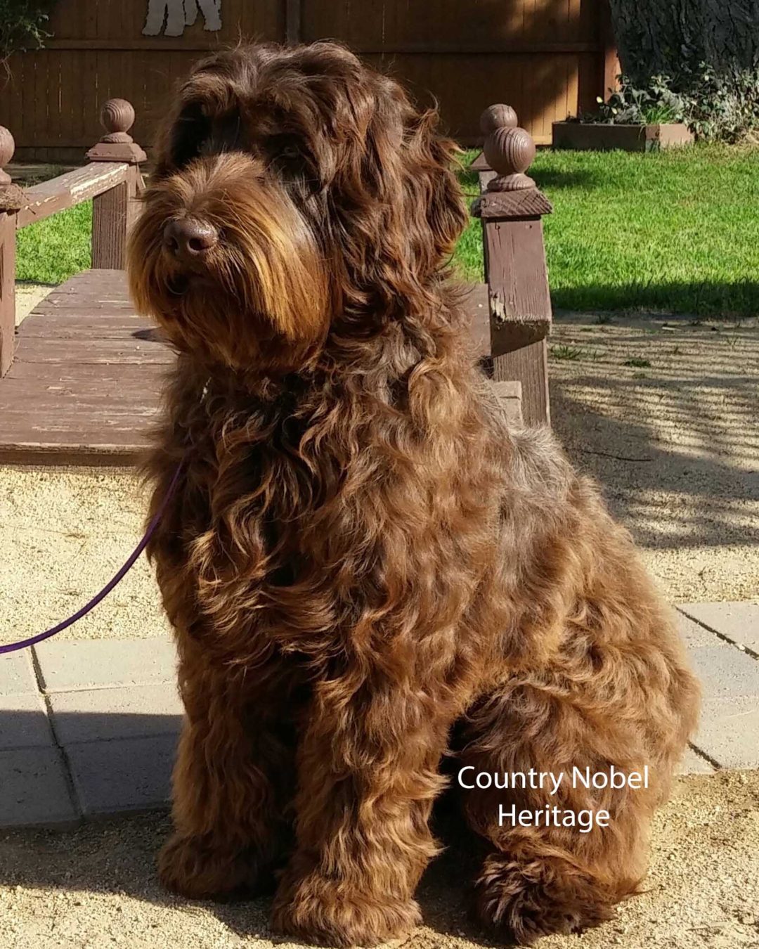 Adult Dogs Offered For Sale Country Labradoodles