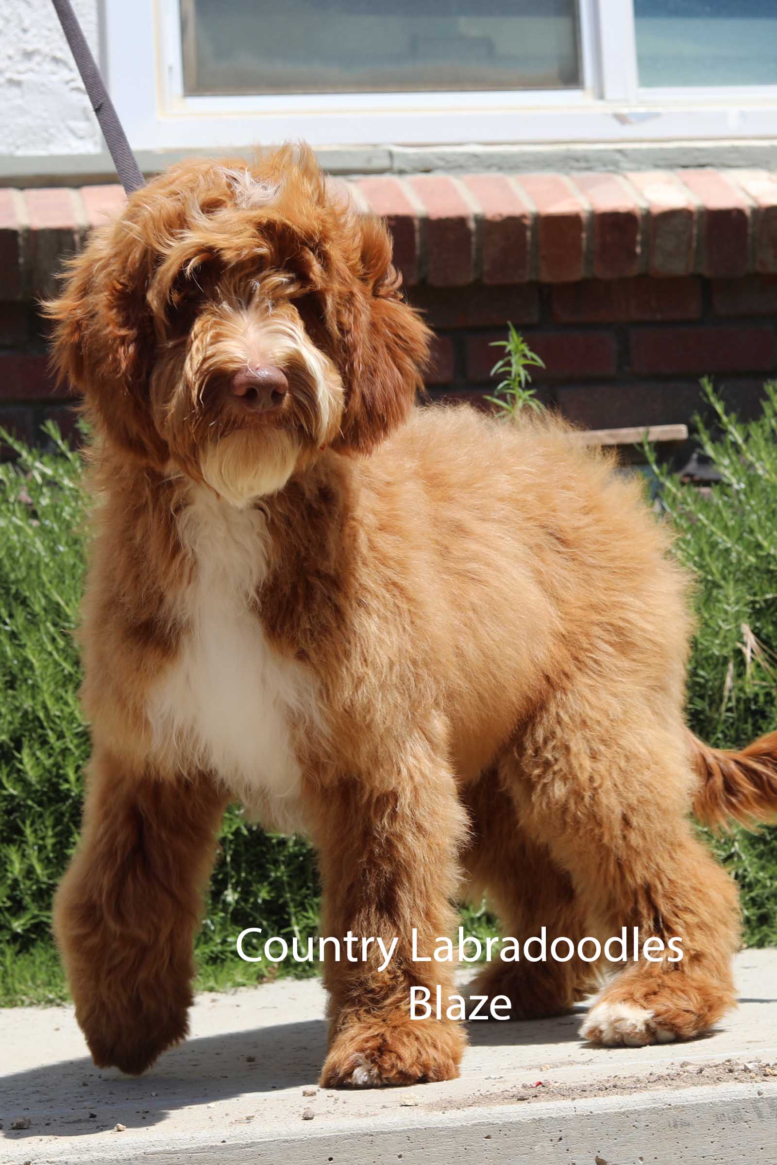 red and white labradoodle