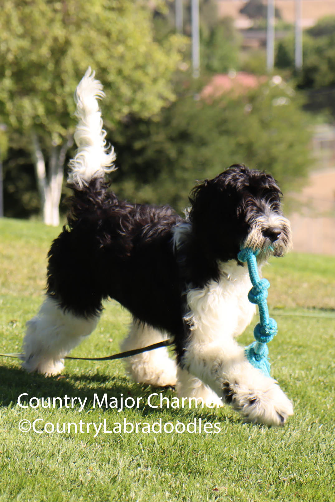 Country Major Charmer chloe 11