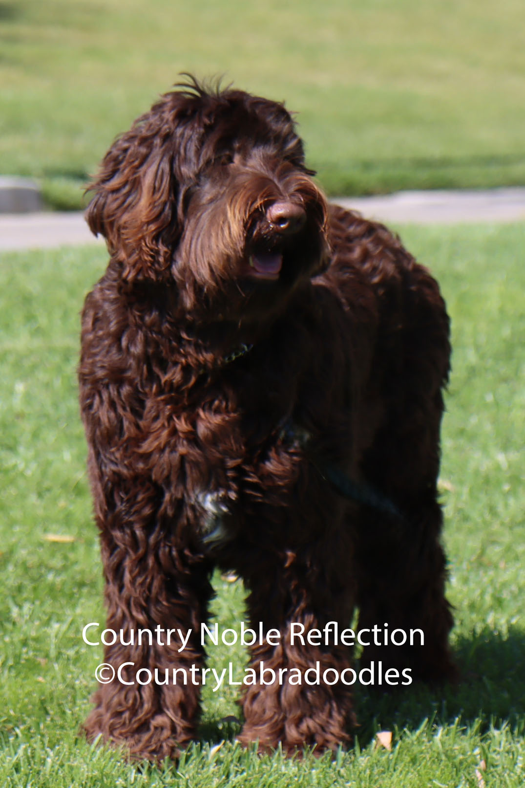 Country Noble Reflection Darla