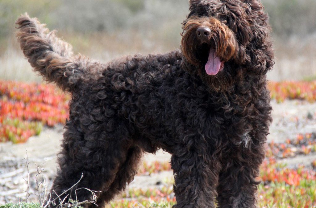 Sunsethills Tempt N Charm “Charlie”
