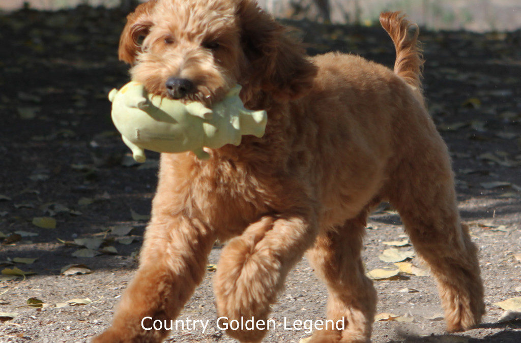 Country Golden Legend “Cooper”