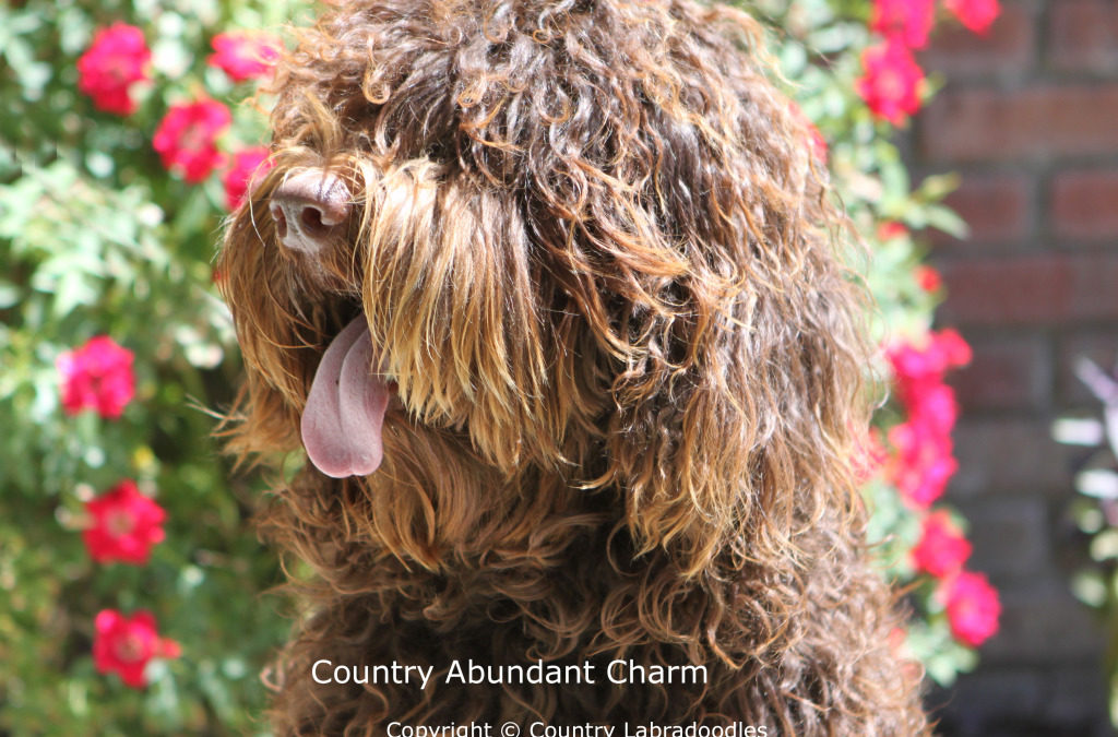 Country Abundant Charm “Hattie”