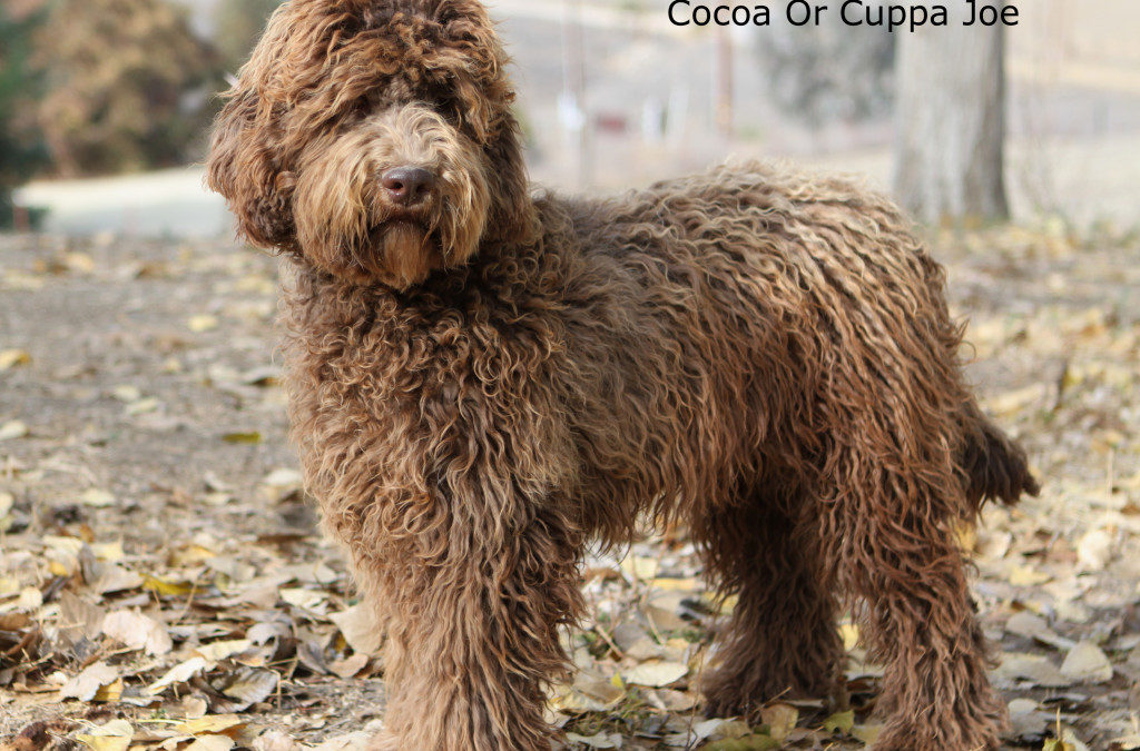 Country Cocoa or Cuppa Joe “Cocoa”