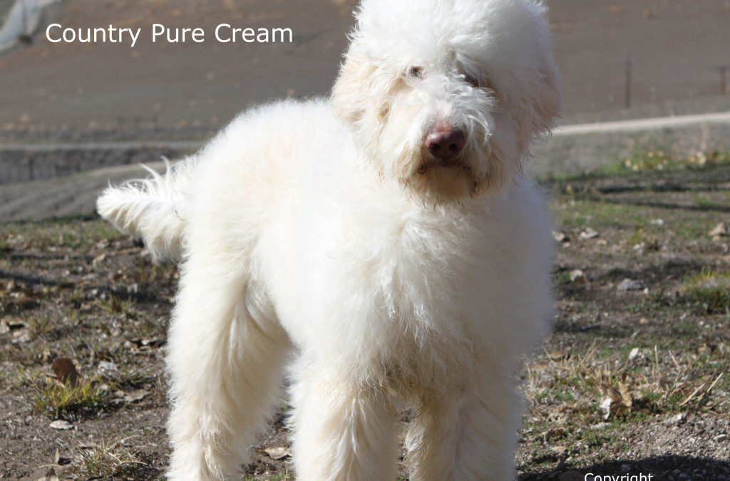 Country Pure Cream “Peach”