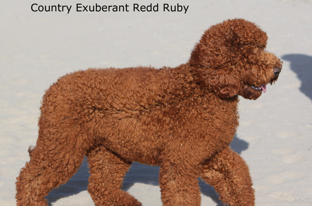 Country Exuberant Redd Ruby “Ruby”