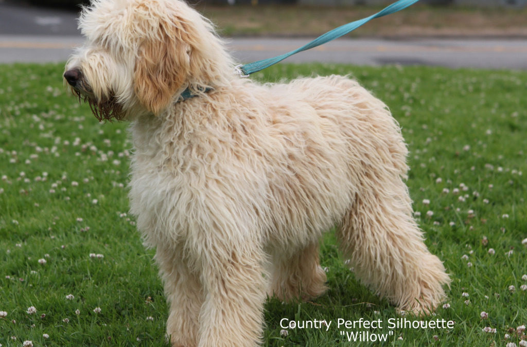 Country Perfect Silhoutte “Willow”