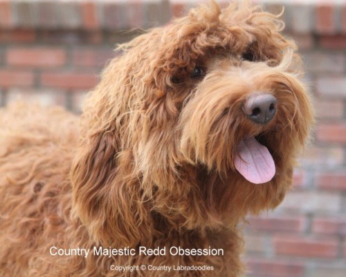 Country Majestic Redd Obsession “Sydney”