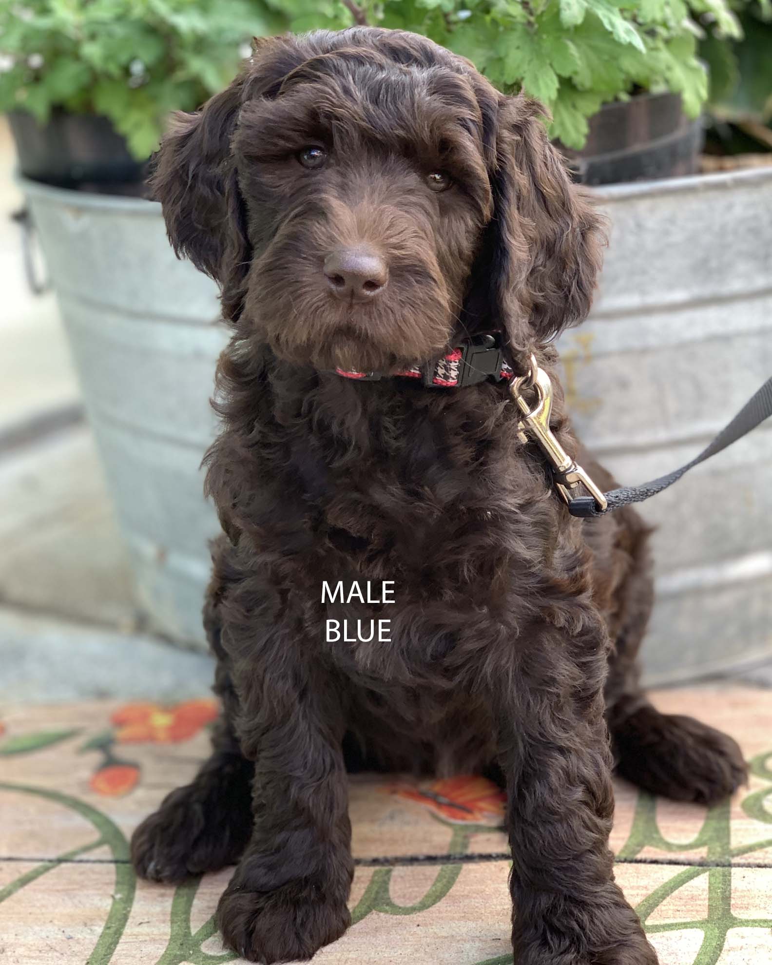 Available Puppies | Country Labradoodles Country Labradoodles