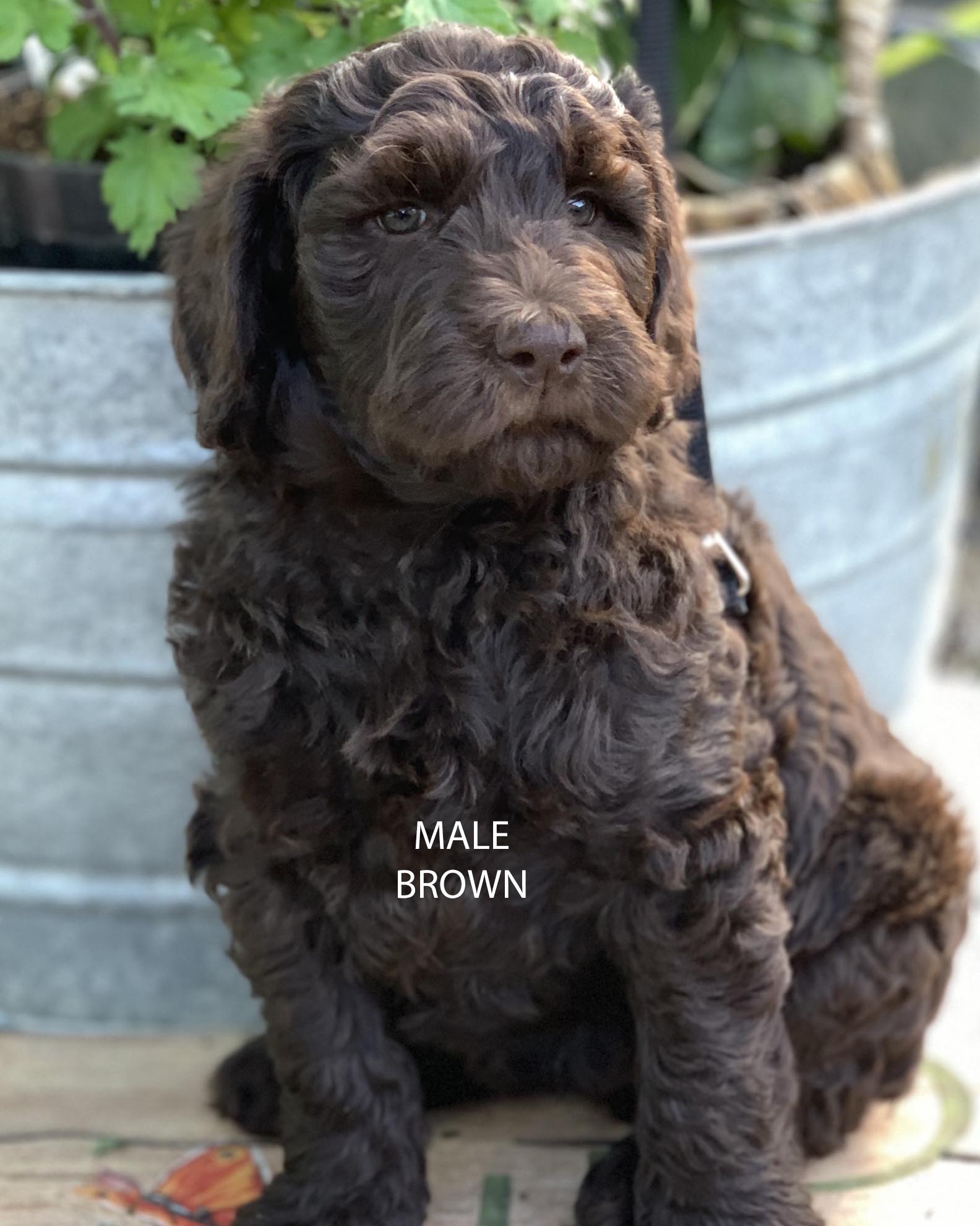 Available Puppies | Country Labradoodles Country Labradoodles