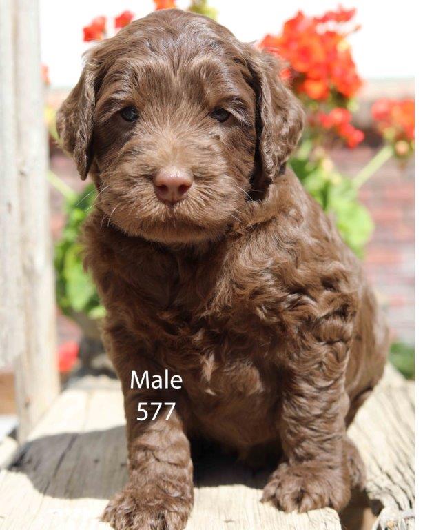 Available Puppies | Country Labradoodles Country Labradoodles