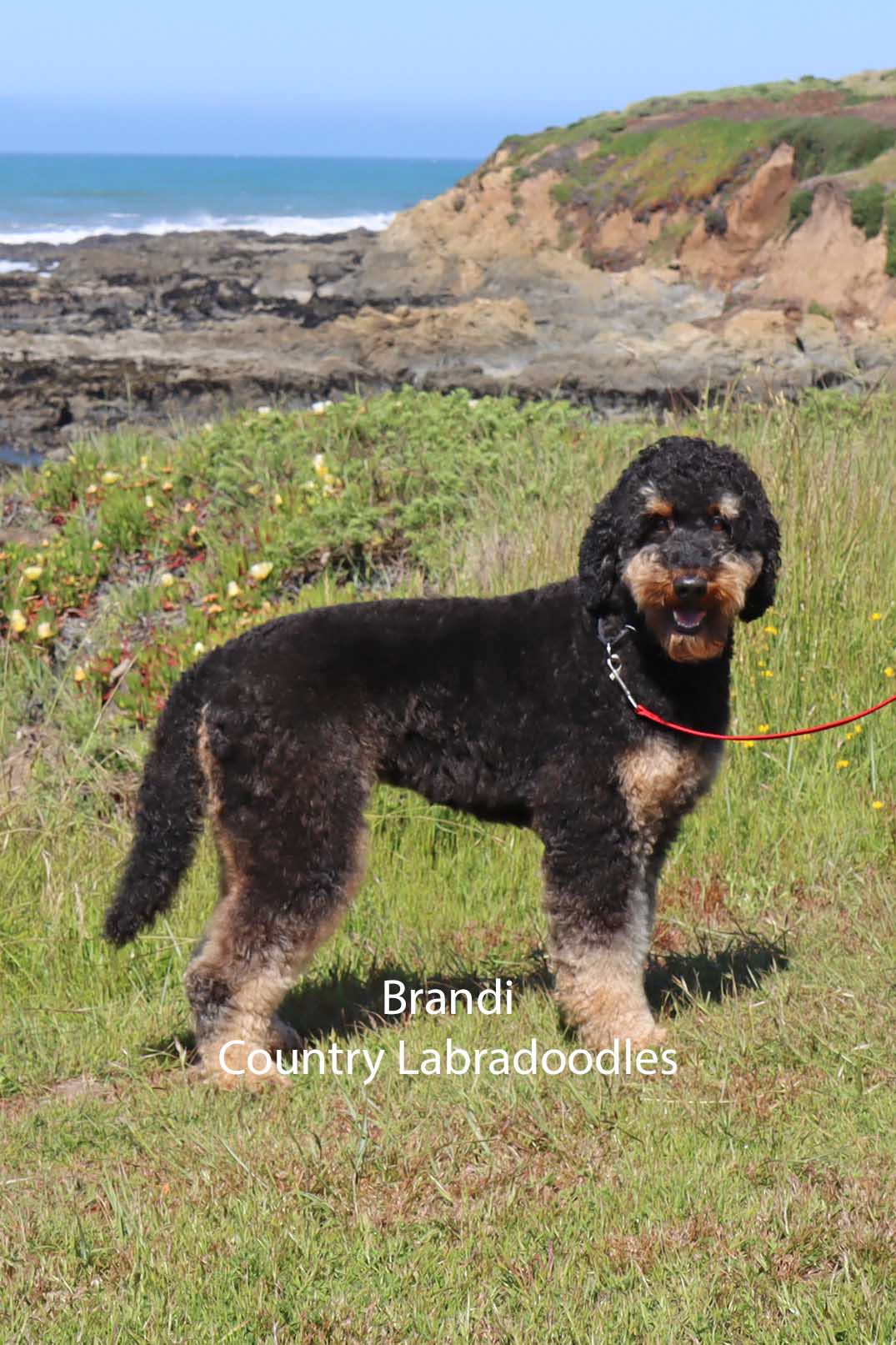 labradoodle australiano adulto