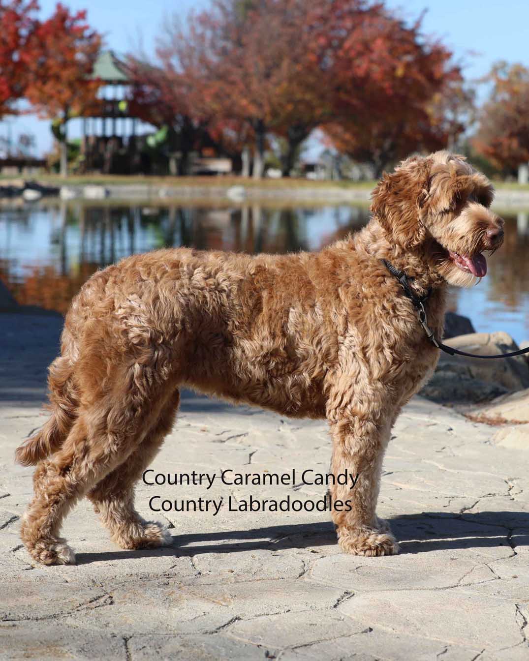 labradoodle australiano adulto