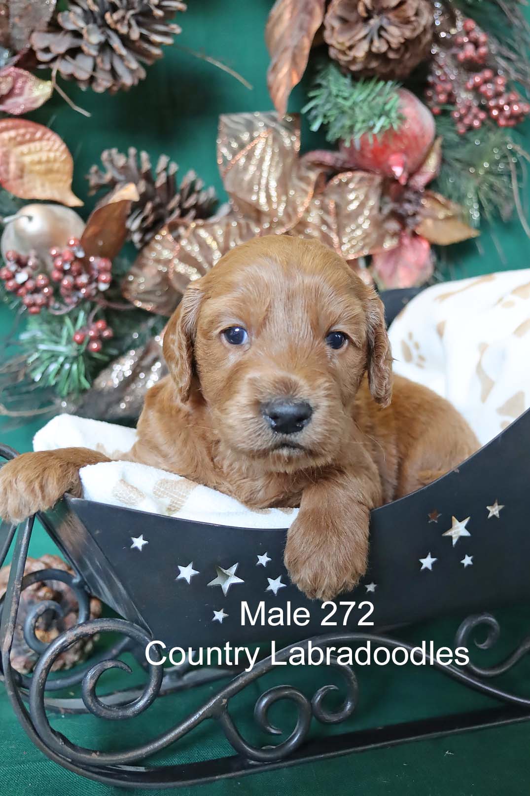 Available Puppies | Country Labradoodles Country Labradoodles