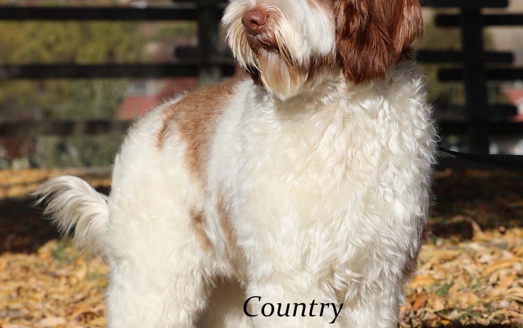 Country Winning Spirit
