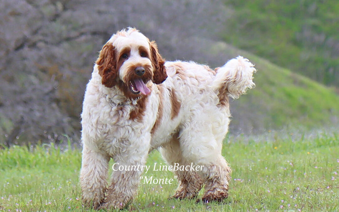 Country LineBacker