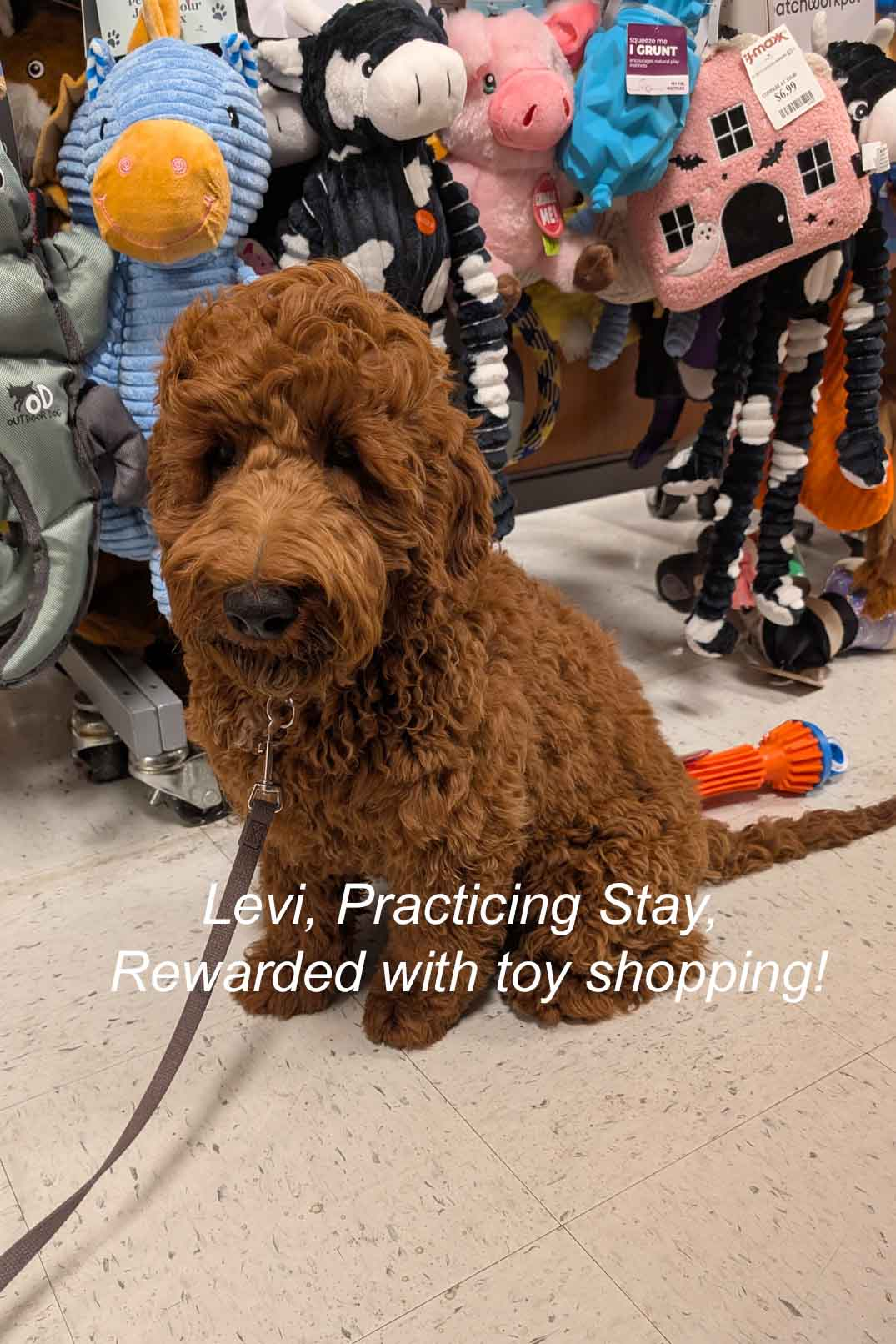 Available Puppies | Country Labradoodles Country Labradoodles